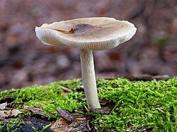 Rehbrauner Dachpilz Bruderwald-20251017-RM-164830