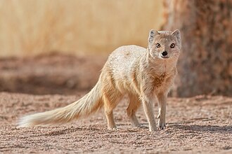 082 Yellow mongoose in Khomas Region Photo by Giles Laurent