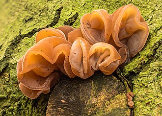 Echt judasoor (Auricularia auricula-judae). 20-11-2025. (d.j.b.)
