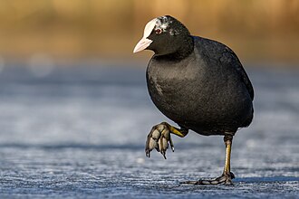 Eurasian Coot 2026 01 04 03
